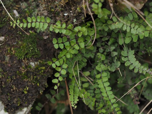 maidenhair spleenwort