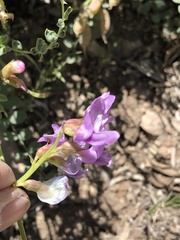 Astragalus beckwithii