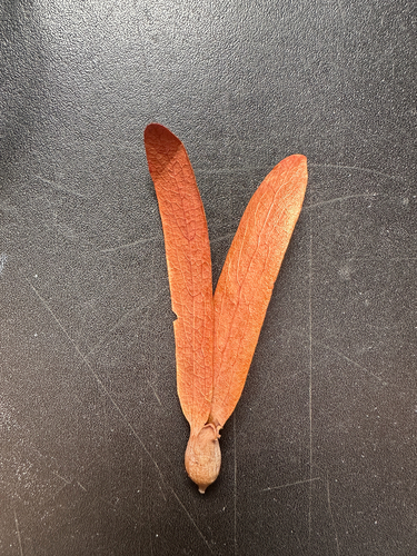 Dipterocarpus observed 2026-10-04
