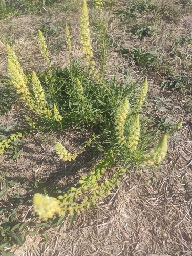 Wild Mignonette