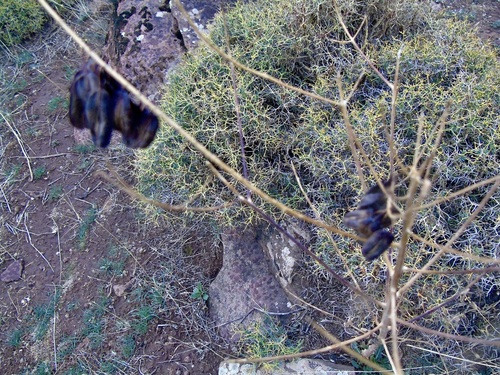 Isatis tinctoria observed 2026-10-04