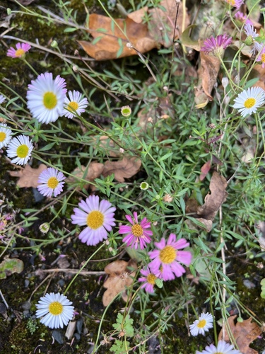 Mexican Fleabane