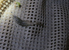 Palaemon kadiakensis