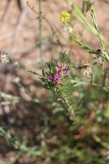 Lythrum californicum