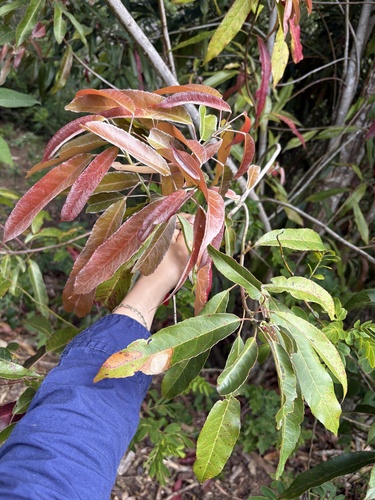 Elaeocarpus kirtonii observed 2026-10-01