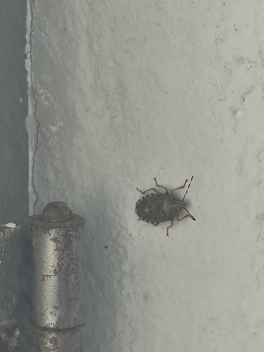 Mottled Stink Bug