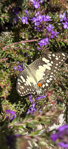 Lime Swallowtail