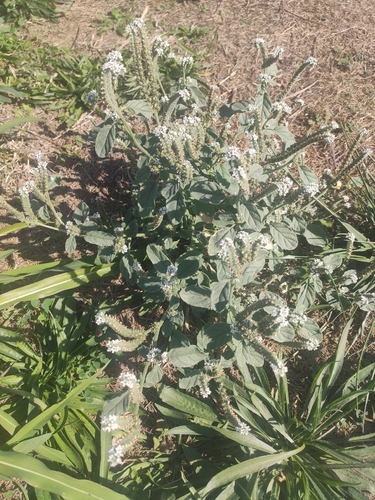 European heliotrope
