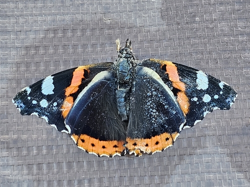 Red Admiral