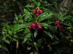 Gaultheria tenuifolia