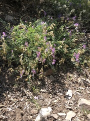 Astragalus beckwithii