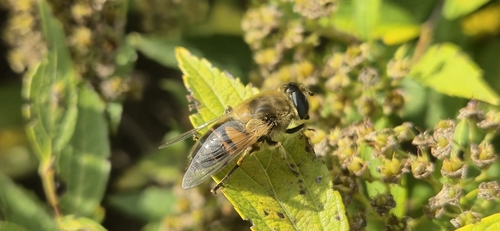 Common Drone Fly