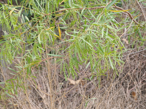 Acacia simsii observed 2026-09-30