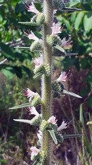Echium glomeratum