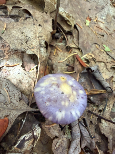 Viscid Violet Cort