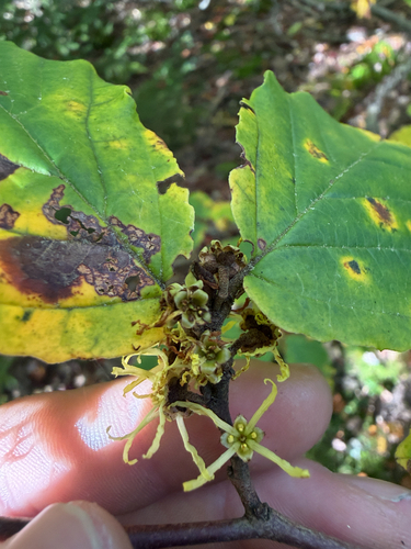 american witch-hazel