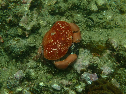 Atergatis integerrimus observed 2026-10-05