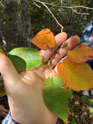 serviceberries