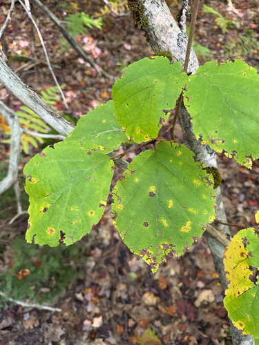 american witch-hazel