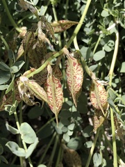 Astragalus beckwithii