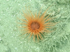 Ceriantharia