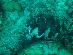 Tridacna gigas