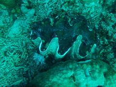 Tridacna gigas
