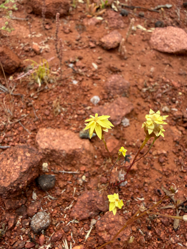 Hyalosperma glutinosum, 2026-10-05
