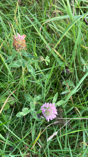 Zigzag Clover