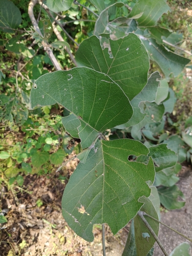 Butea monosperma observed 2026-10-05