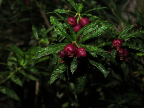 Gaultheria tenuifolia, photograph 1