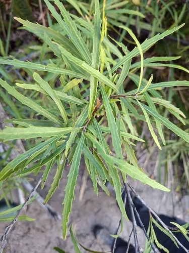 Lomatia myricoides observed 2026-10-04