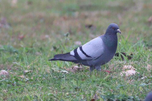 Feral Pigeon