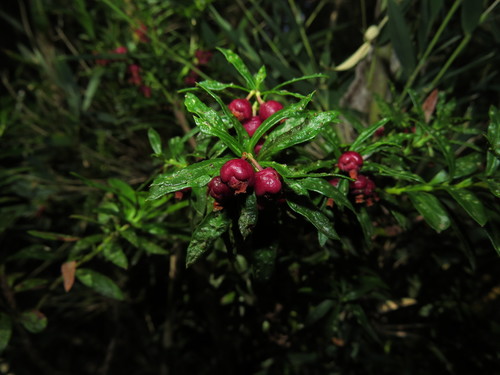 Gaultheria tenuifolia, photograph 2