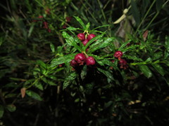 Gaultheria tenuifolia