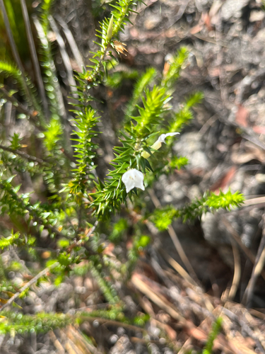 Woollsia pungens observed 2026-10-05