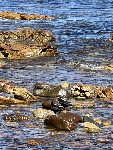 iNaturalist image