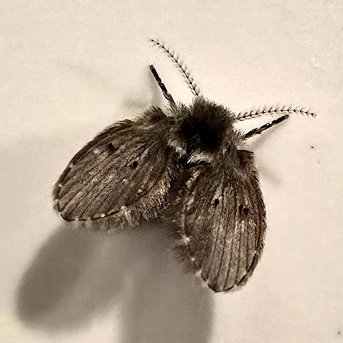 Bathroom Moth Fly