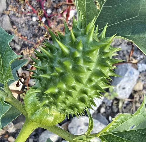 jimsonweed