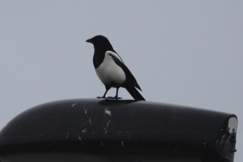 Eurasian Magpie