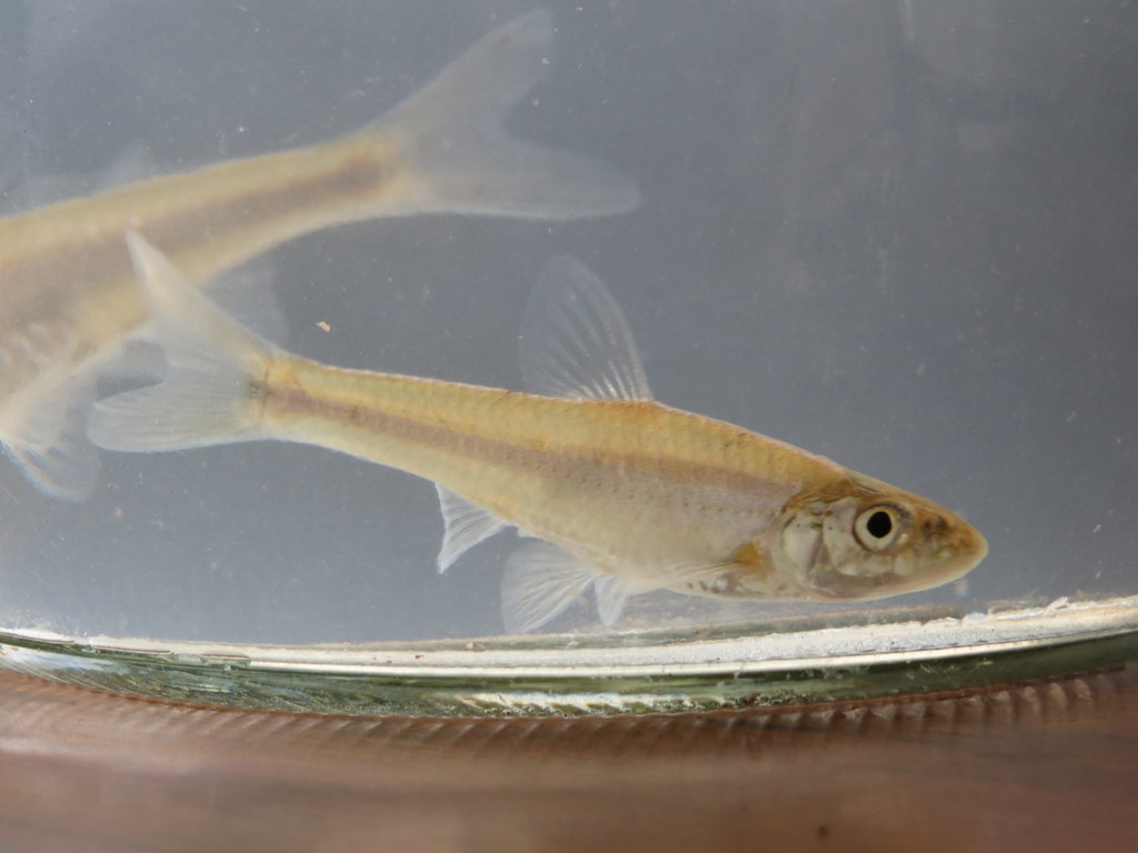 Silverjaw minnow (Fishes of the Upper Green River, KY) · iNaturalist