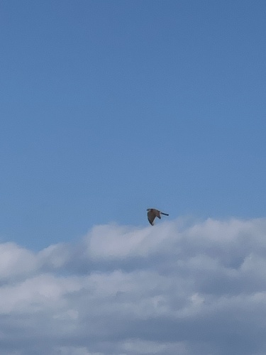 Eurasian Kestrel