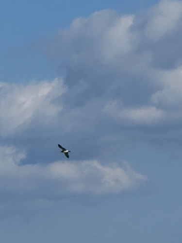 Black-tailed Gull