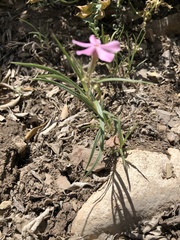 Phlox stansburyi