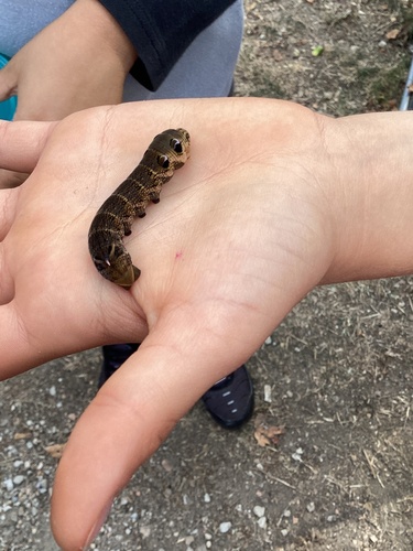 Elephant Hawkmoth
