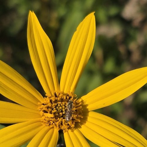 Jerusalem artichoke