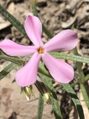 Phlox stansburyi