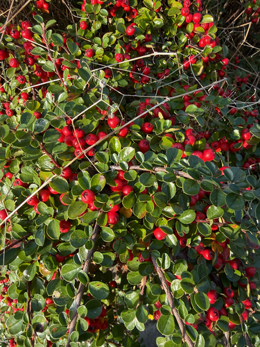Hjelmqvist's Cotoneaster