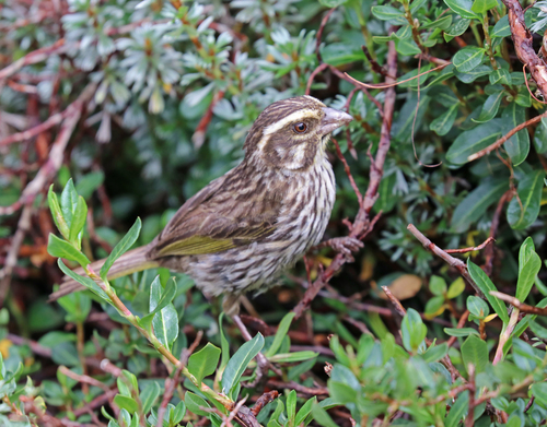 iNaturalist image