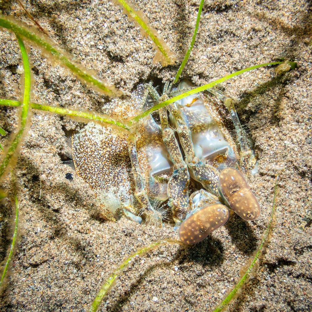 Squille maculée (Lysiosquilla maculata)